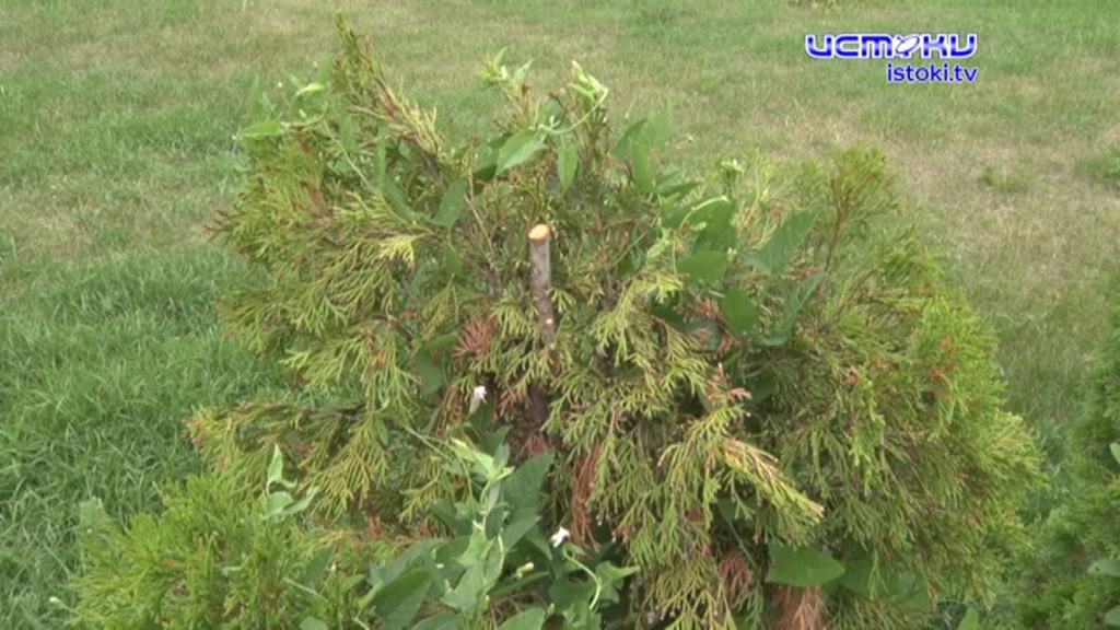 Экспресс-новости: орловские вандалы вновь проявили себя, похоже, в Орле сорвали еще один нац.проект, законопослушные собаки на улицах Орла 