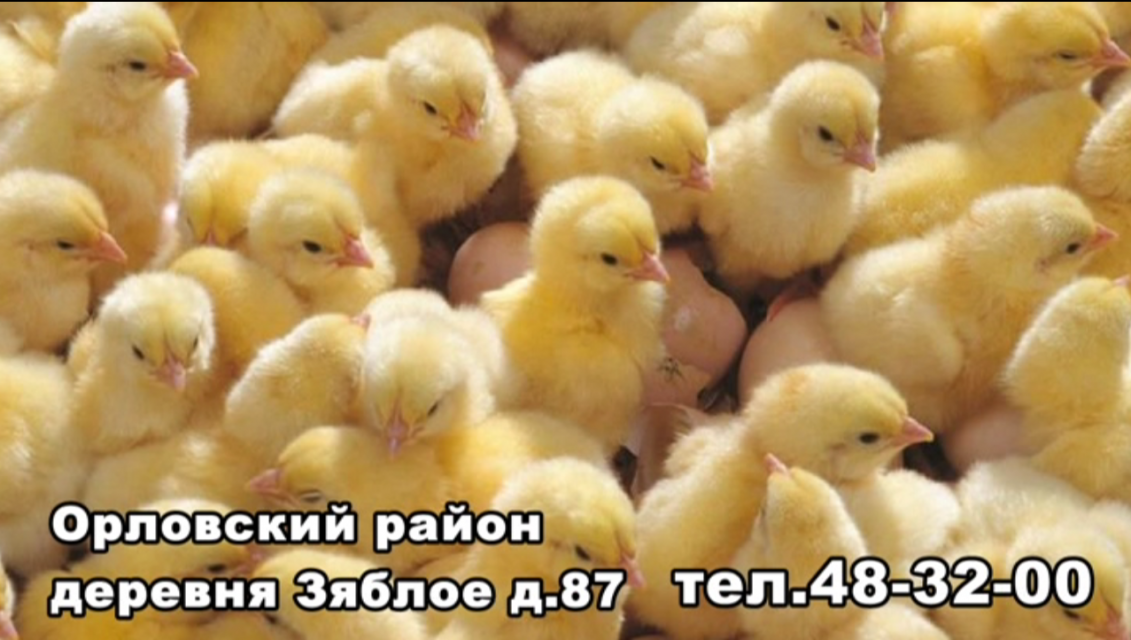 Куры, гуси, утки. Купить недорого птиц можно в орловском хозяйстве в д. Зяблое 