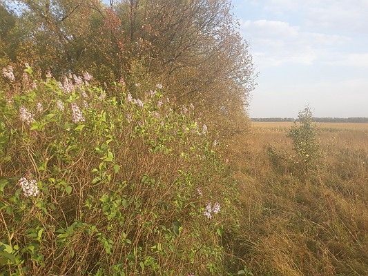 Осеннее чудо: в Орловской области вновь расцвела сирень