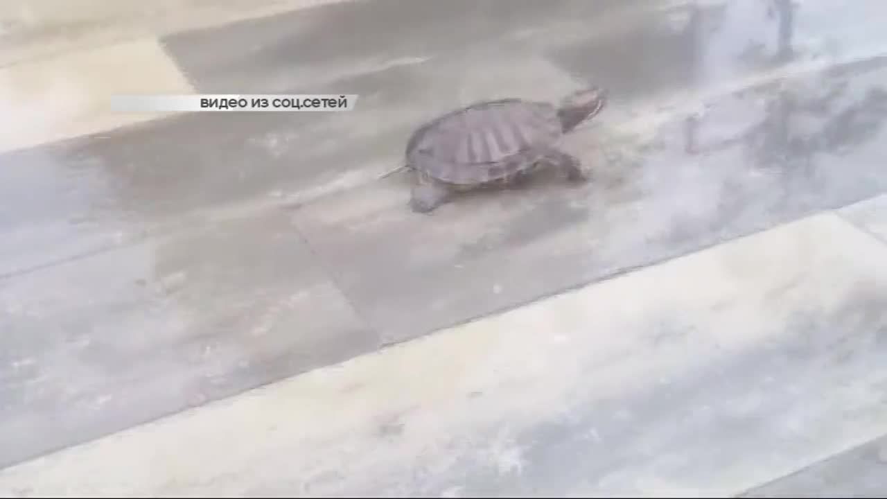 Юрия Парахина осудил сенатор Алексей Пушков, орловчане жалуются на мусор, оставшийся после цирка на площади Жукова, а орловских лодочников проверили н...