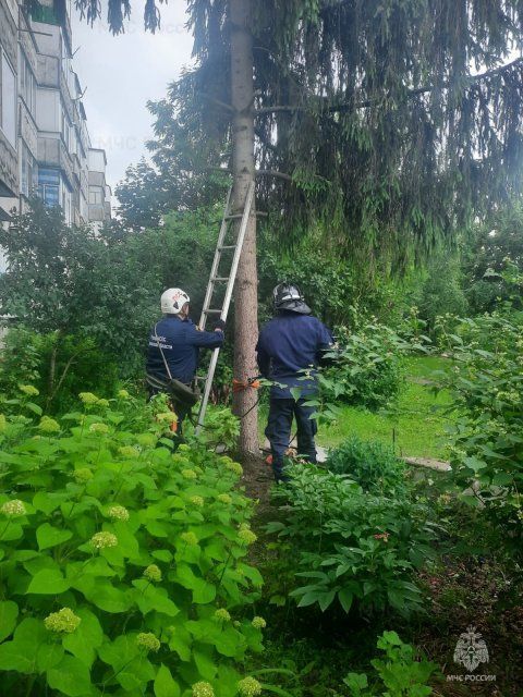 Коты, артснаряд и возгорания 