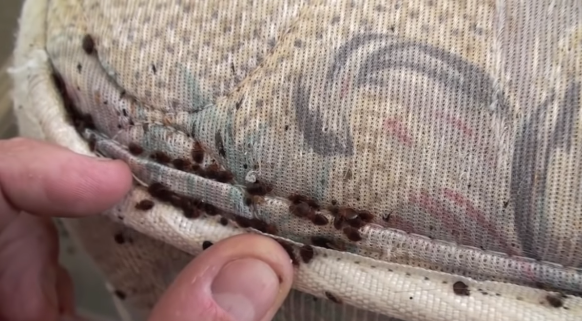 Как уничтожить домашних клопов