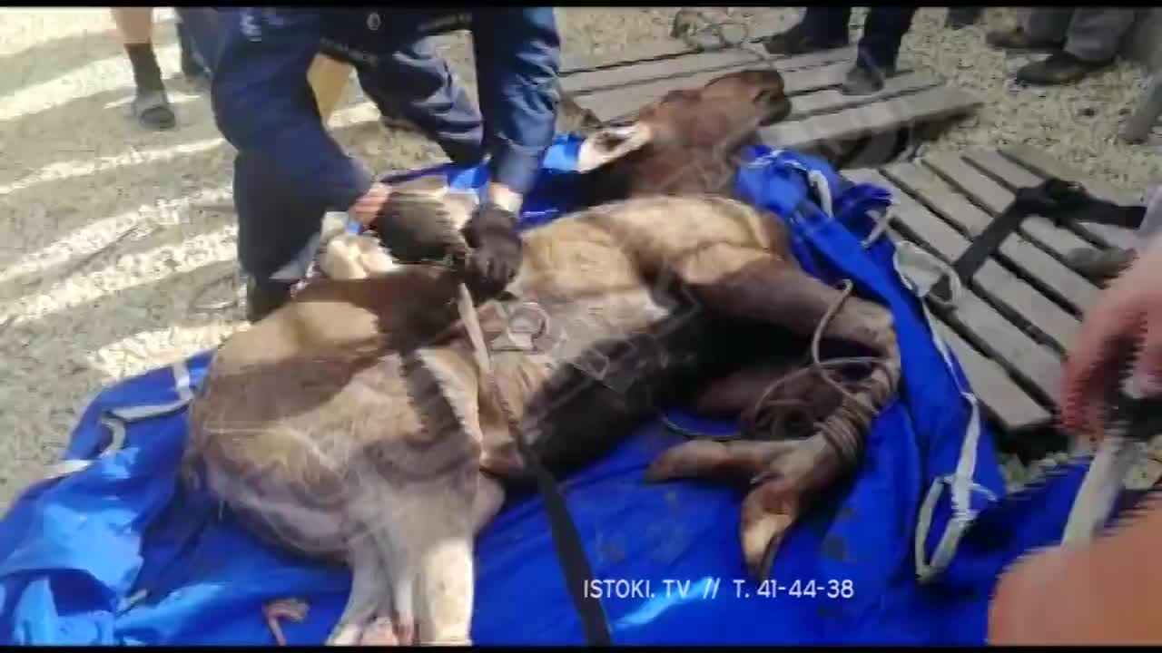 Под Орлом развернули операцию по спасению лося