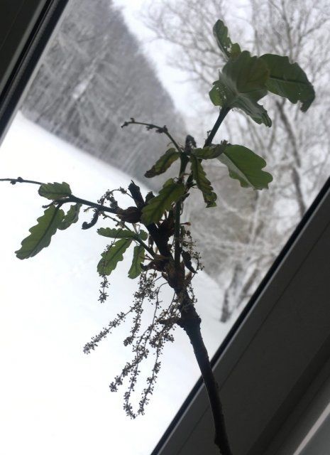 В Орловской области Тургеневский дуб ожил