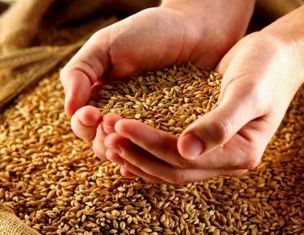 На Орловщине намолочено 2 млн 45 тыс. тонн зерна