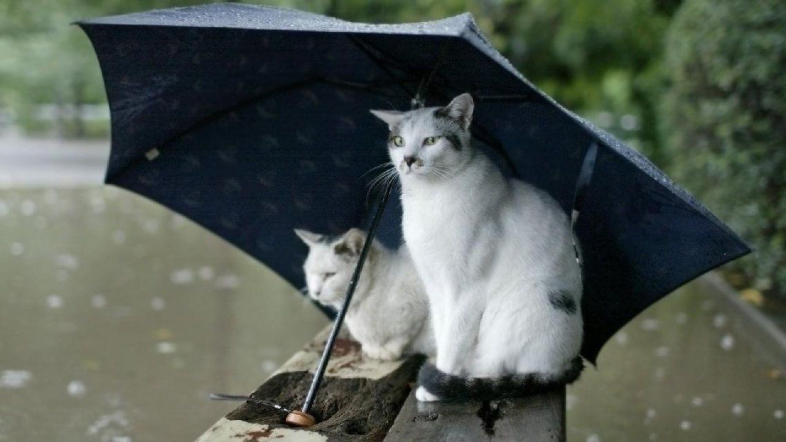 Сегодня орловчанам понадобится зонт: понедельник будет дождливым и хмурым