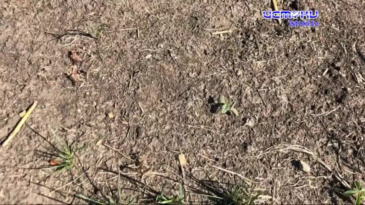 Было красиво, но увы! Газон в Детском парке и парке Победы пожелтел и похоже реанимировать его вряд ли удастся