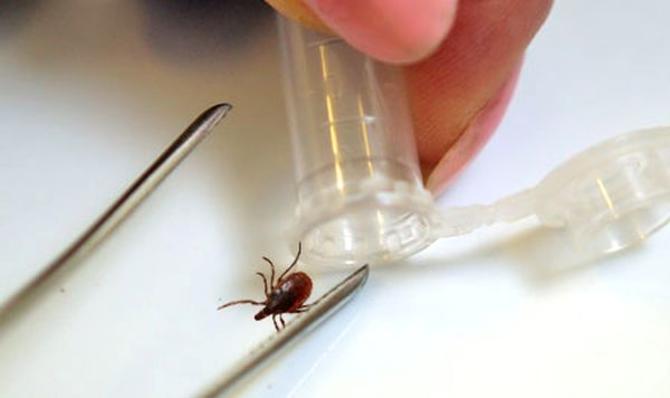 Почти 2000 жителей Орловщины пострадали от укусов клещей