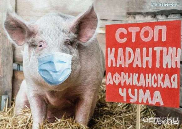 На Орловщине оценивают ущерб из-за вспышки АЧС