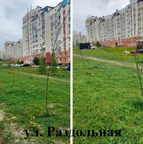 Орловчане подсчитали, сколько деревьев, посаженных мэрией в 2025 году прижилось 