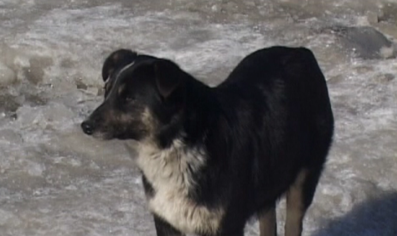 Хорошо забытое старое: новости ретро за 22 марта 2006 и 2009 годы