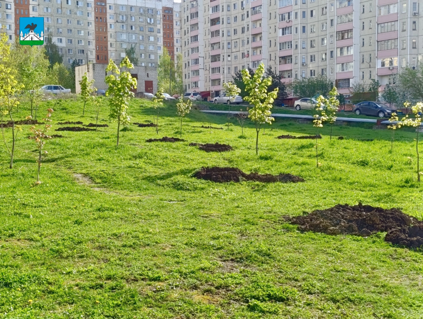 В Орле компенсируют вырубку старых насаждений высадкой новых деревьев 
