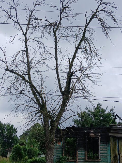 Орловчане жалуются на то, что город утопает в сухостое