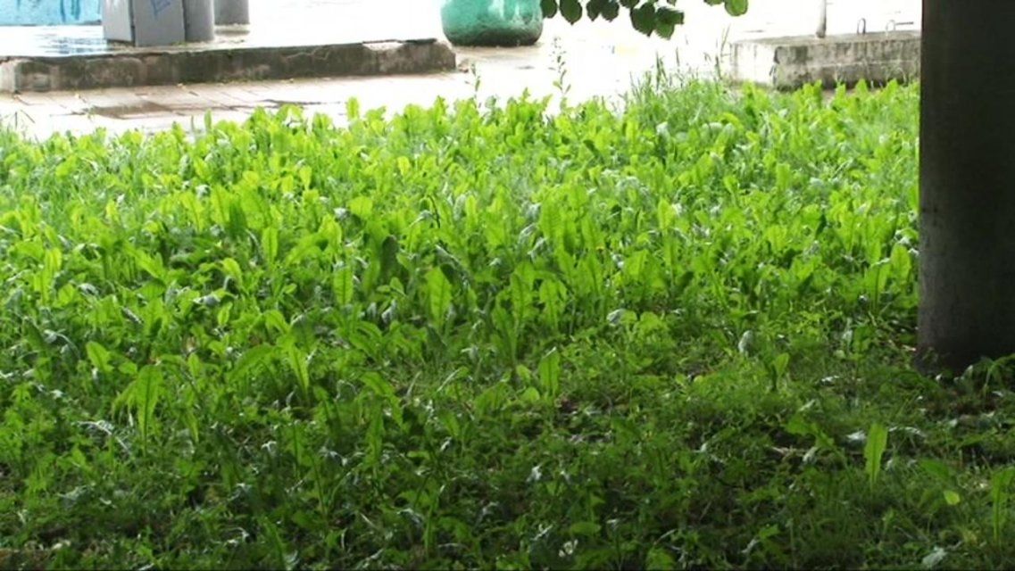 Мусор и бурьян: что в Орле творится со скверами и парками