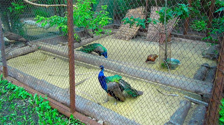 В Ливнах в парке возводят вольер для павлинов