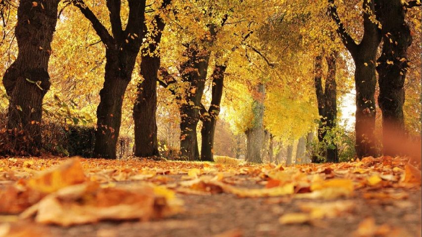 13 ноября в Орле будет сухо, но прохладно