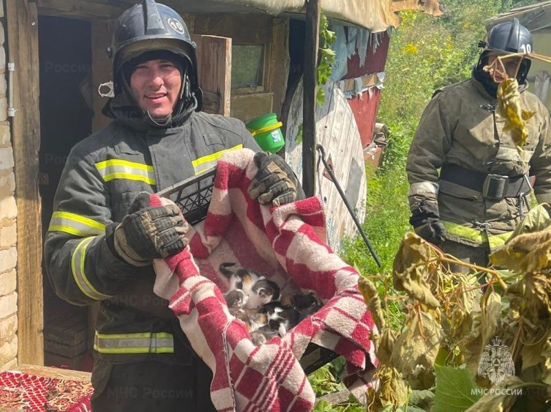 Пожарные спасли шестерых котят из огня в Орловской области