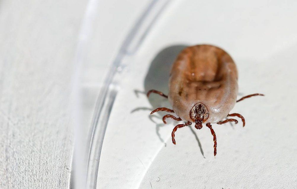 Число пострадавших от укусов клещей в Орловской области перевалило за 1500 человек