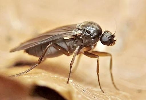 Орловчан предупреждают о возможном визите опасной «иностранки»