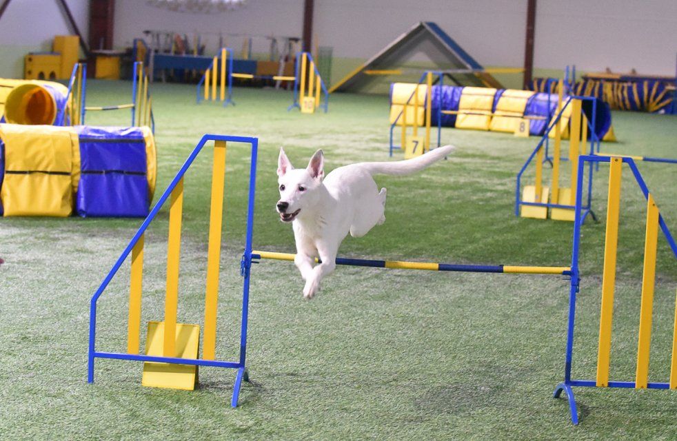 Собака — друг человека! Орловчан приглашают на соревнования по аджилити