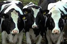 Запрет на домашний убой скота отменили