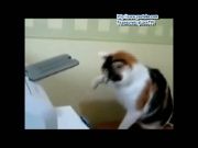 Кто сказал Мяу 33