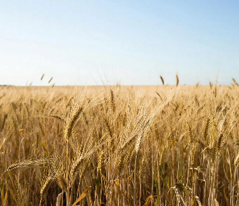 Компания орловского народного избранника продает сельхозактив 