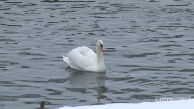 Лебедей и гуся в детском парке украл студент орловского вуза