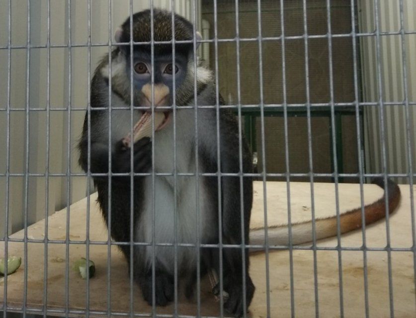 В детском парке Орла появился новый хвостатый обитатель