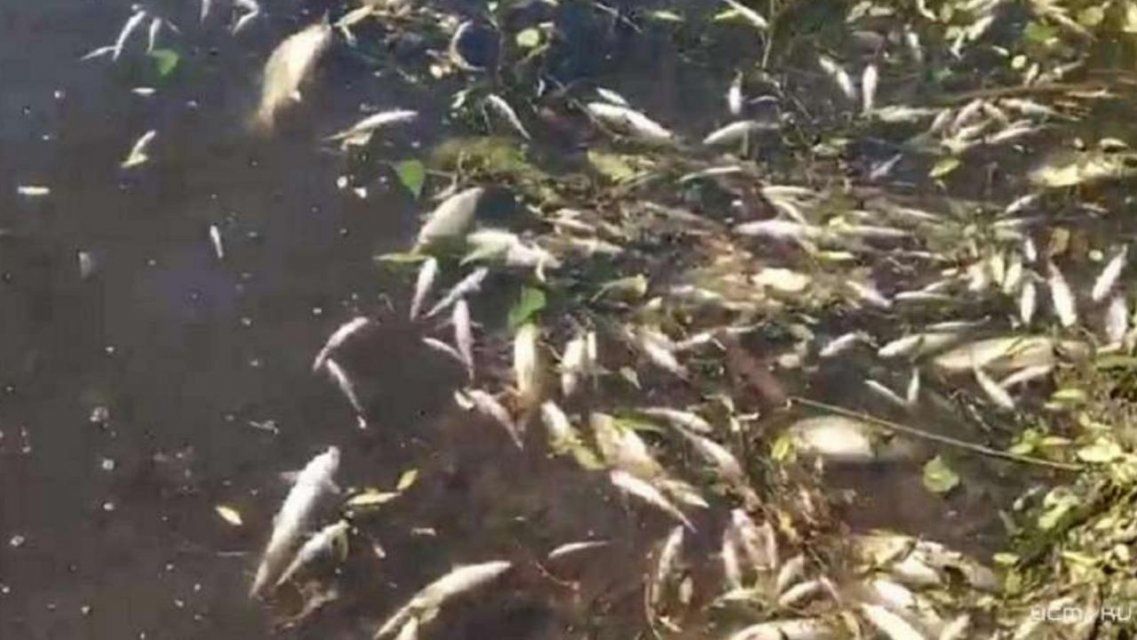 Рыб в водоемах Орловщины убивала фармацевтическая компания 