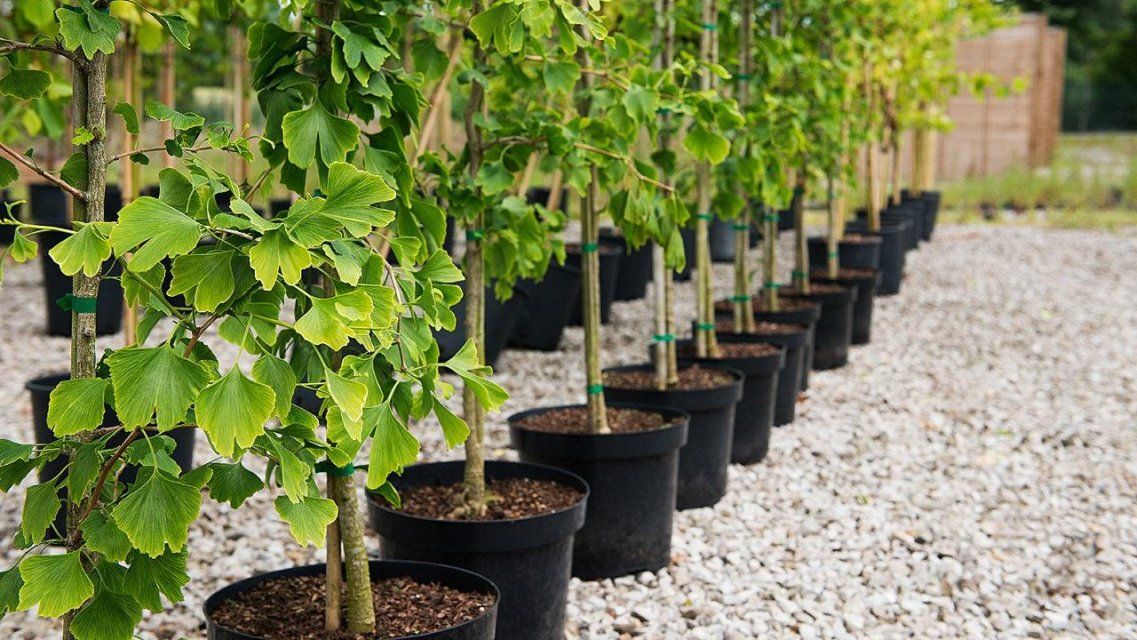 Из каких стран на Орловщину привозят саженцы — сегодня в программе «Экспертное мнение»