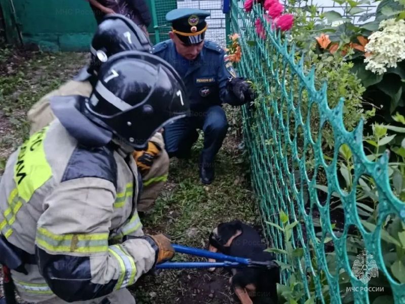 Спасатели оперативно пришли на помощь четвероногим в Орле и Ливнах
