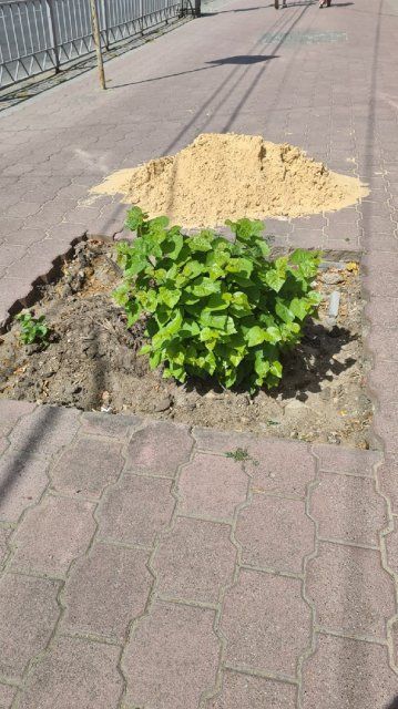 В Орле без причины выпиливают молодые деревья