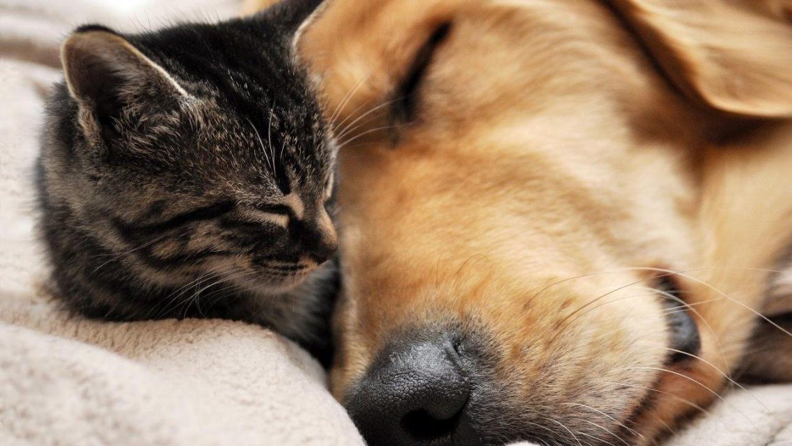 Орловчане могут проверить на коронавирус четвероногих питомцев