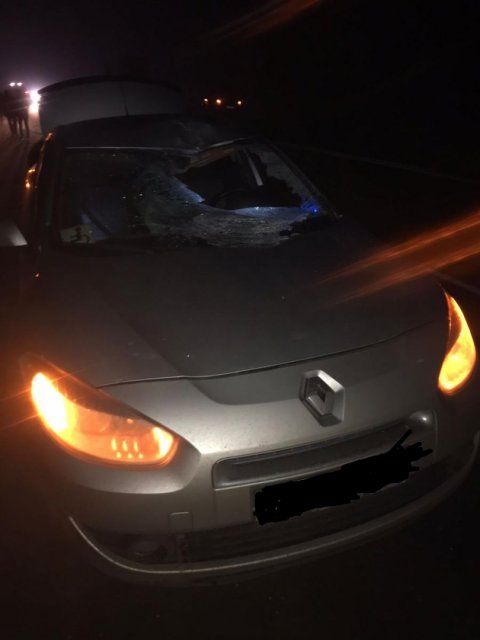 На трассе под Орлом «Рено» сбил лося