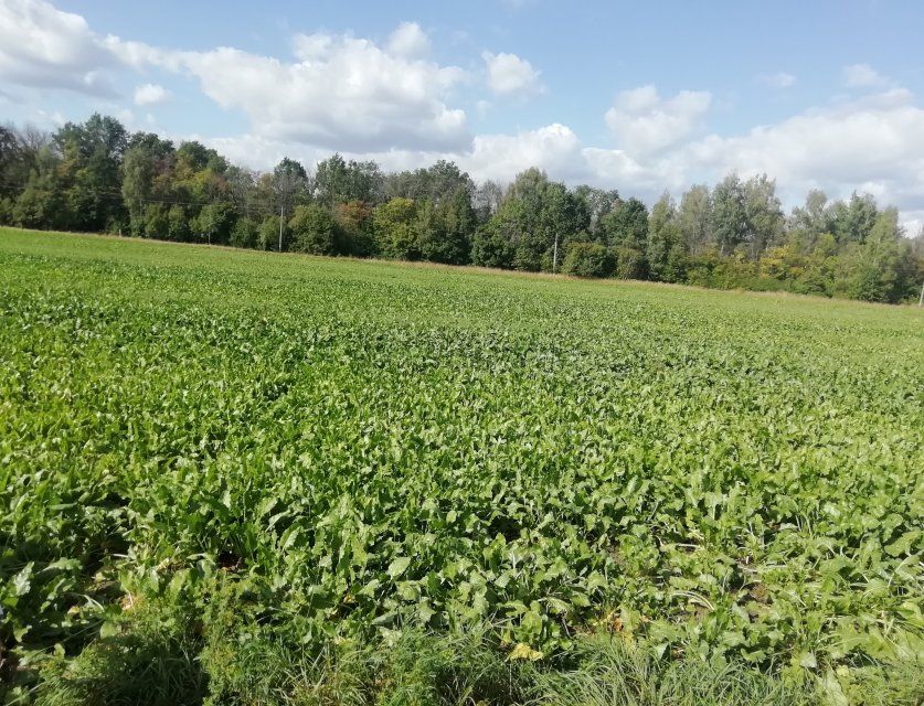 В свекле из Мценского района обнаружили пестициды 