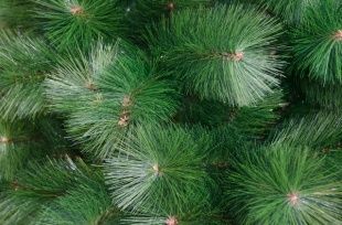 Орловские елки отправились в Москву