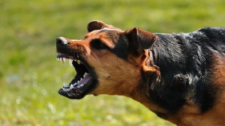 Более 600 орловчан пострадали от нападений бездомных животных