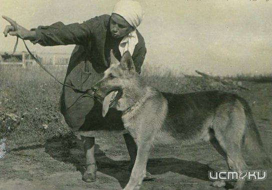 В Орловской области планируют увековечить память ливенского питомника собак-истребителей танков