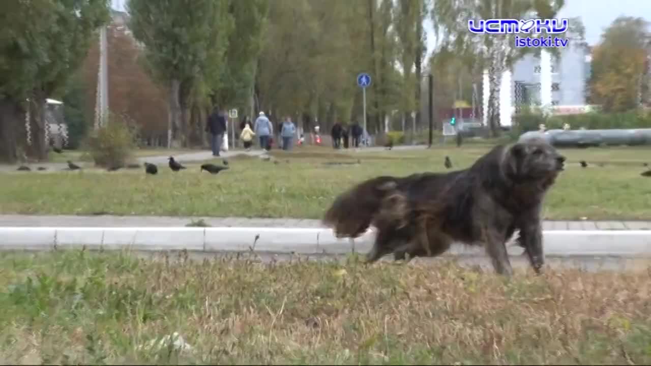 Человек собаке - друг?