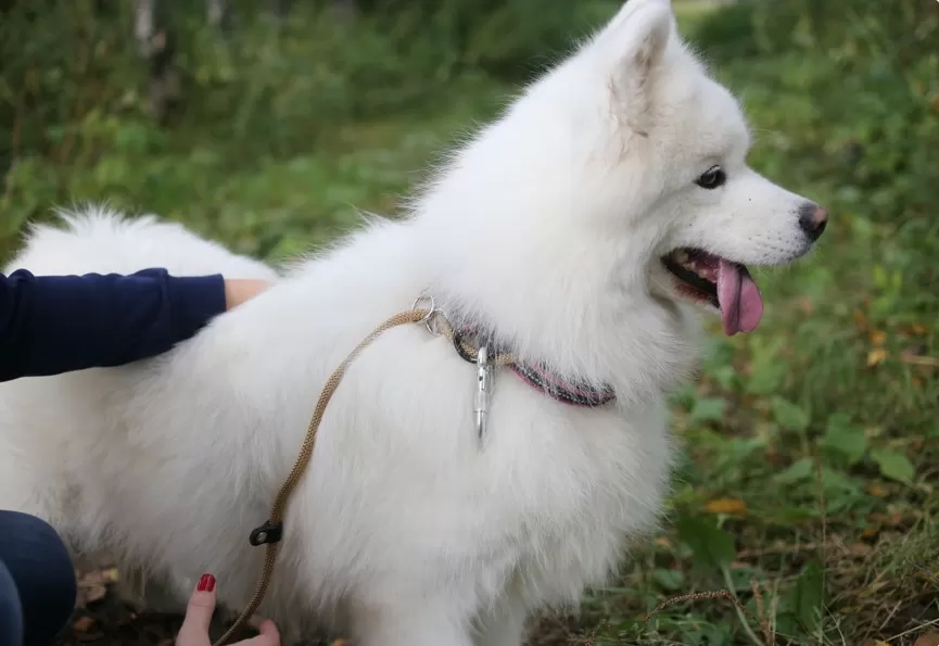 Выгул и передержка собак: где и как найти качественные услуги?