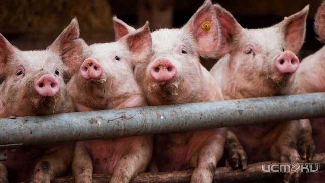 В Орловской области обнаружен очаг АЧС 