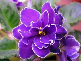 Выставка узамбарских фиалок