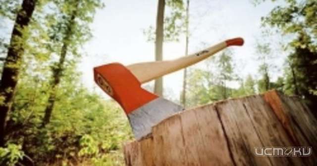 В Орле лесоруба обязали возместить ущерб 