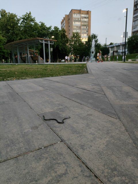 В орловском Детском парке посетителей встречают змеи