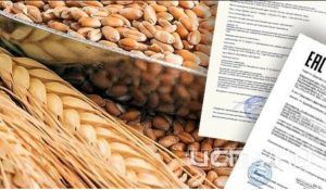 В Орловской области возросло число аннулированных деклараций на зерно