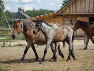 Жители Курской области совершили серию краж лошадей в Должанском районе