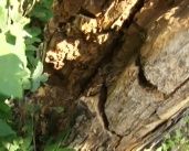 Жильцы второго дома по улице Степана Разина пребывают в страхе. На крышу их жилища может рухнуть дерево