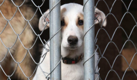 На новой неделе пройдут торги по выбору подрядчика, который построит в Орле приют для бездомных животных