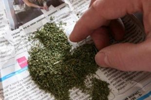 Полицейские изъяли у жителя Хотынецкого района почти полкилограмма марихуаны 